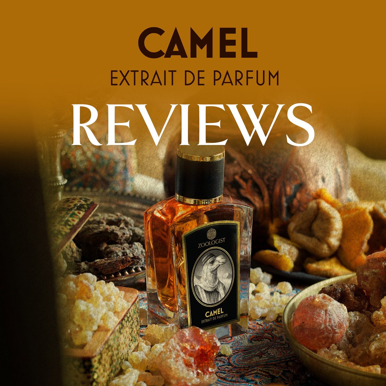 Zoologist Camel Reviews Roundup